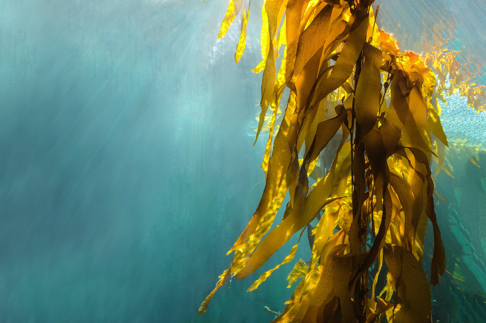  Large ocean kelp can span hundreds of feet underwater 