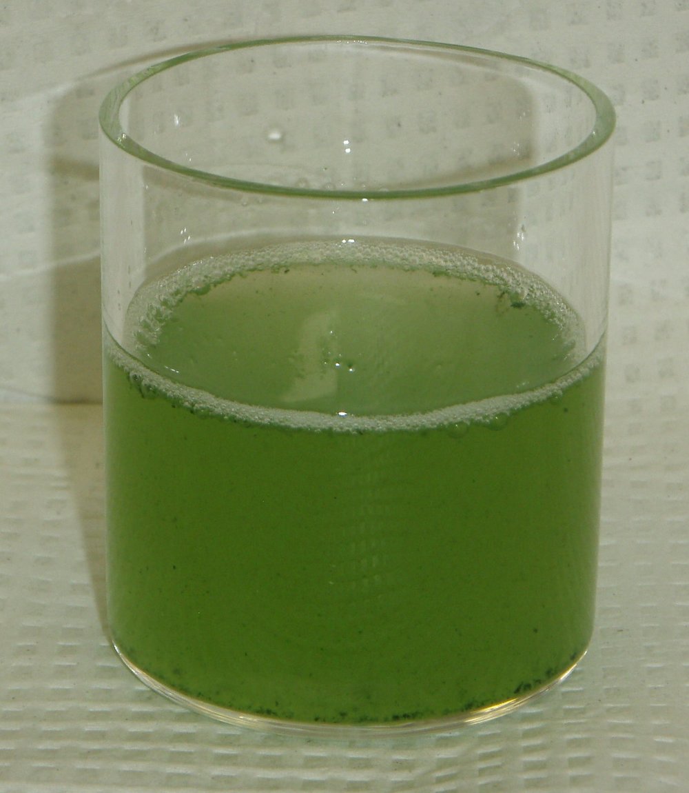  Microscopic planktonic algae in a beaker 