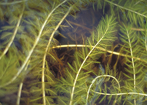  Watermilfoil Description, Range, Aggressiveness and Management. 